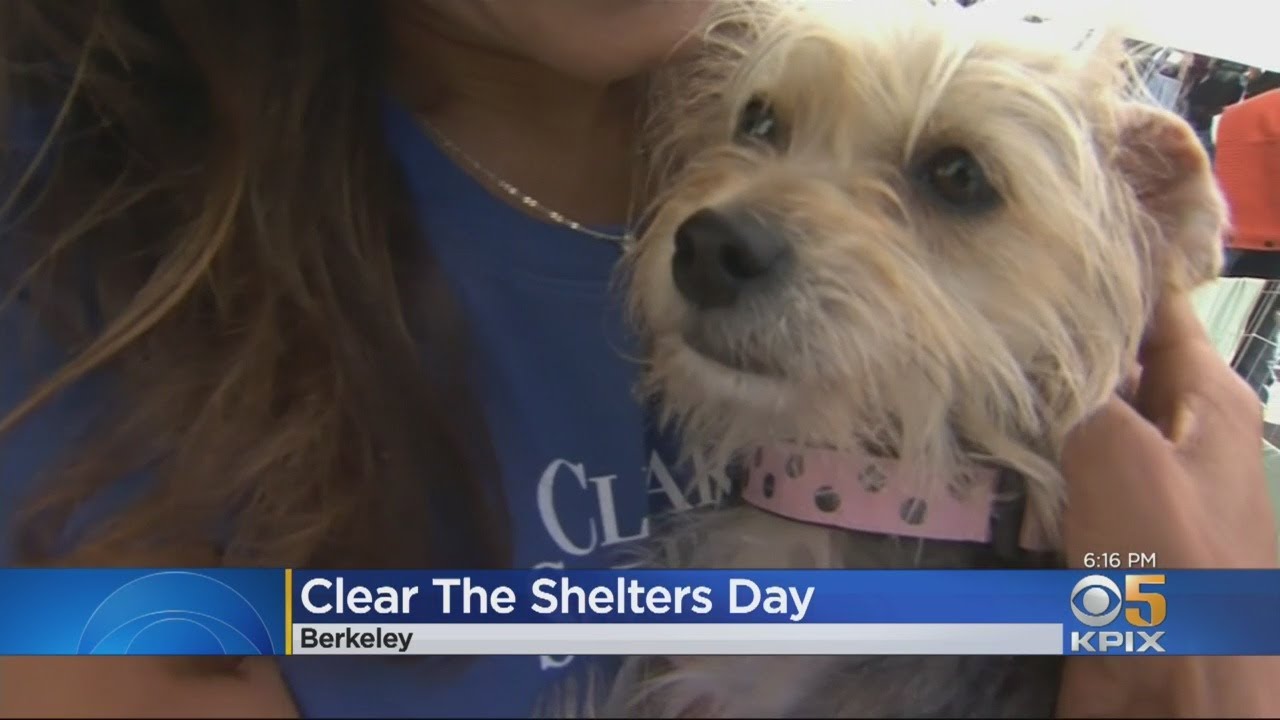 CLEAR THE SHELTERS: Pets finds new homes at Bay Area 'Clear The ...