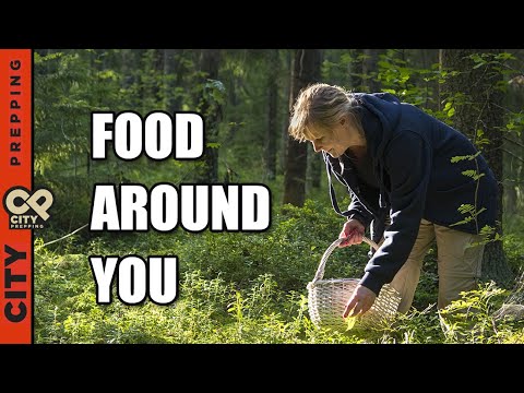 Video: Rostliny pro přežití – Informace o rostlinách, které můžete jíst ve volné přírodě
