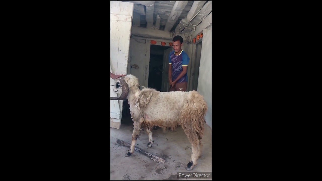 AMAZING GOAT CUTTING BY MISSI SHAHI  
