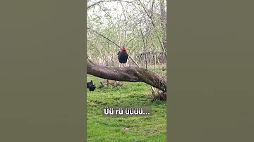 Artık Sevmeyeceğim Yitik Tabiat 