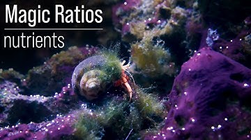 A Magic Ratio? Trailblazing Pest Solutions. Nitrate & Phosphate Ratios vs Concentration.