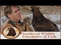 My Own Personal Eagle | Falconry | Golden Eagle Rescue