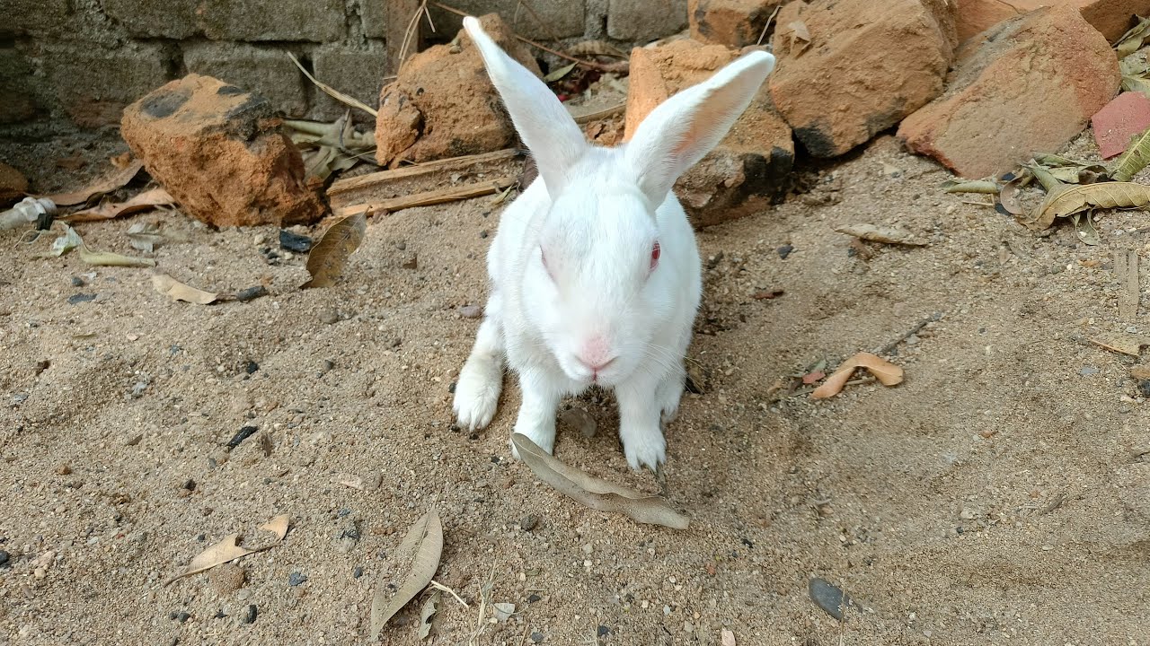 Sapan K Video  is live