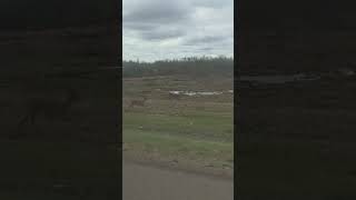 high level wild deers 🦌 #video fyp 11:55am may 20 /26
