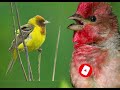 Common Rosefinch Sound Çütre صدای توت خورک و جل جل داغ