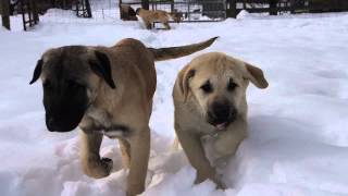 Anatolian Shepherd Puppies In The Snow At Cedar Rise -February 2015