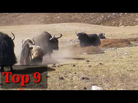 Top 15 most strongest yaks in the world || Top 15 powerfull yak ||