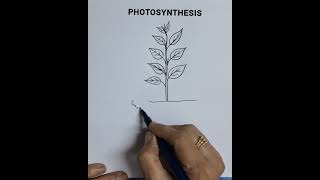 How to draw Photosynthesis  diagram easily