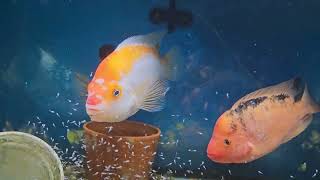 Midas complex species Amphilophus Citrinellus,(midas cichlid)Amphilophus Xiloansis pair w/ spawn....