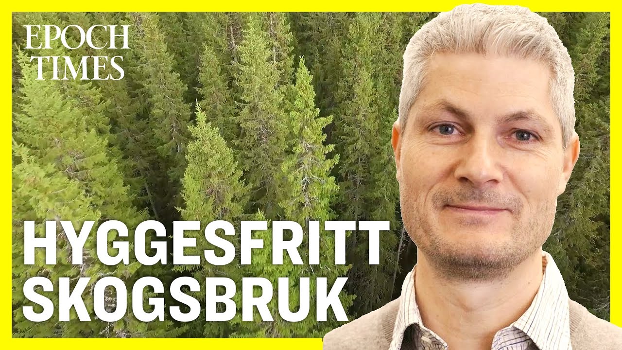 Hyggesfritt skogsbruk på uppgång – framtiden för sveriges skogar?