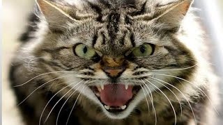 Cat Sound | Cat voice | Cats meowing to attract Kittens