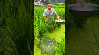 Fishing using traps in rice fields🐟🎣 #villagefishing #trendingshorts #amazingcatch