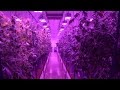 LED Grow Lights Boost Cannabis Quality and Yields at Silver State Relief