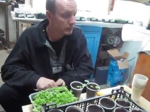 Пикирование рассады табака.