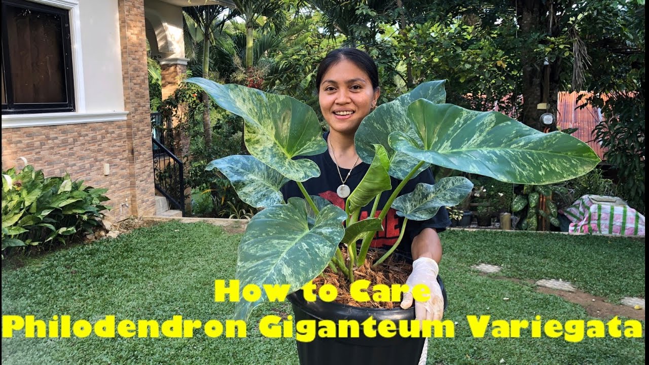 How to care for Philodendron Giganteum Variegata / Repotting Giganteum  Variegated Philodendron