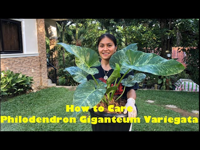 How to care for Philodendron Giganteum Variegata / Repotting Giganteum  Variegated Philodendron - YouTube
