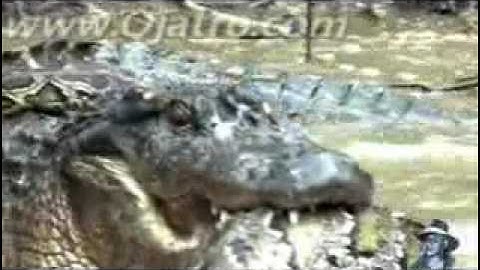 Python vs Alligator 01 -- Real Fight -- Python attacks Alligator