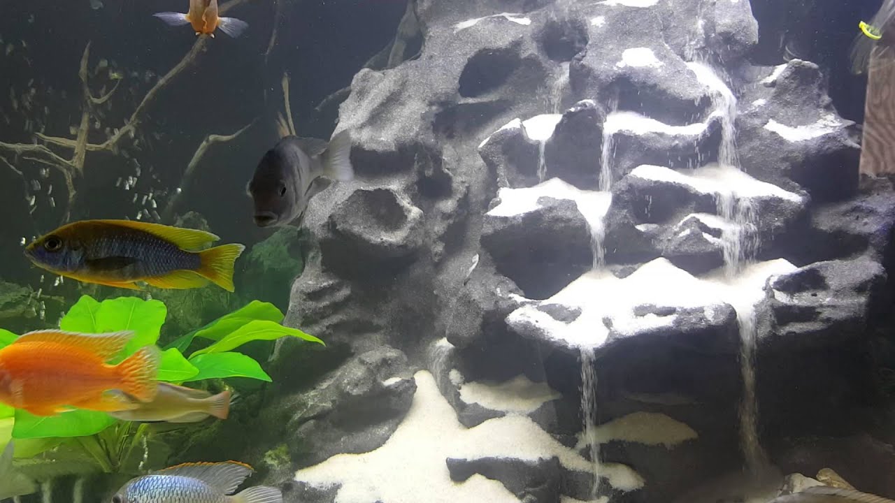 Cichlid Aquarium Sandfall YouTube