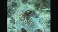 The Fascinating World of Cephalopods: Masters of Disguise and Intelligence ile ilgili video