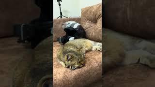 ЗОЛОТАЯ ШИНШИЛЛА #сочи #кот #cat #котик