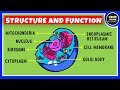 Structure and Function of a Cell | Cell Organelles | Biology