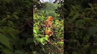 Best Reasons to Avoid Pet Baby Monkeys (Complete Guide)#monkeys#primates#exotic pets#pet monkeys#