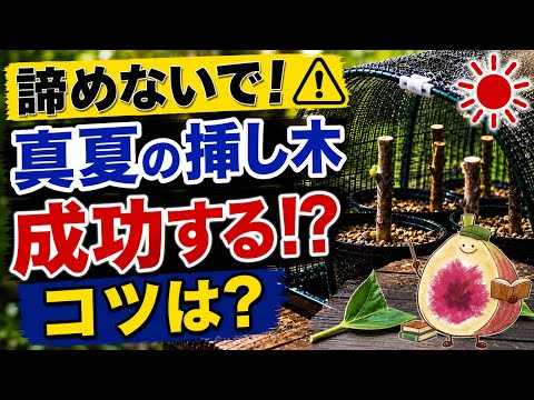 夏の挿し木はこれで決まり！おすすめ植物8選と成功率アップのコツ