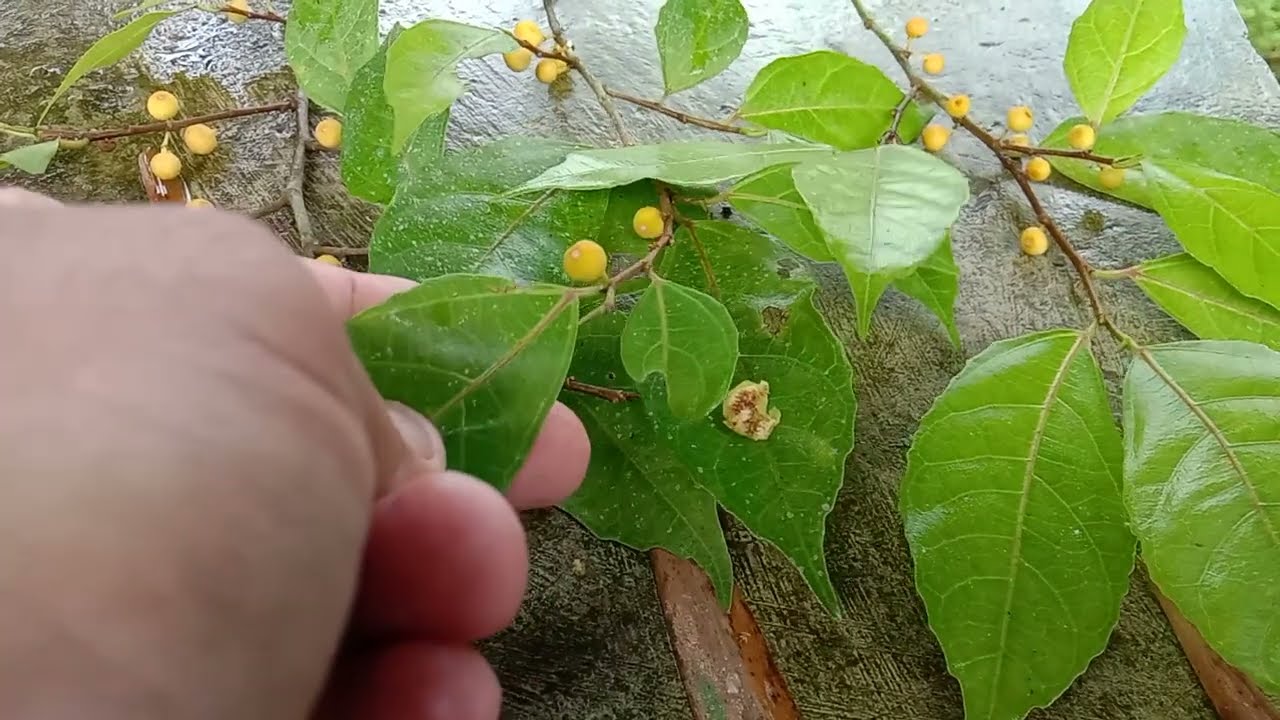 MENGENAL POHON DAUN DAN BUAH HAMPELAS (FICUS AMPELAS) AMPLAS