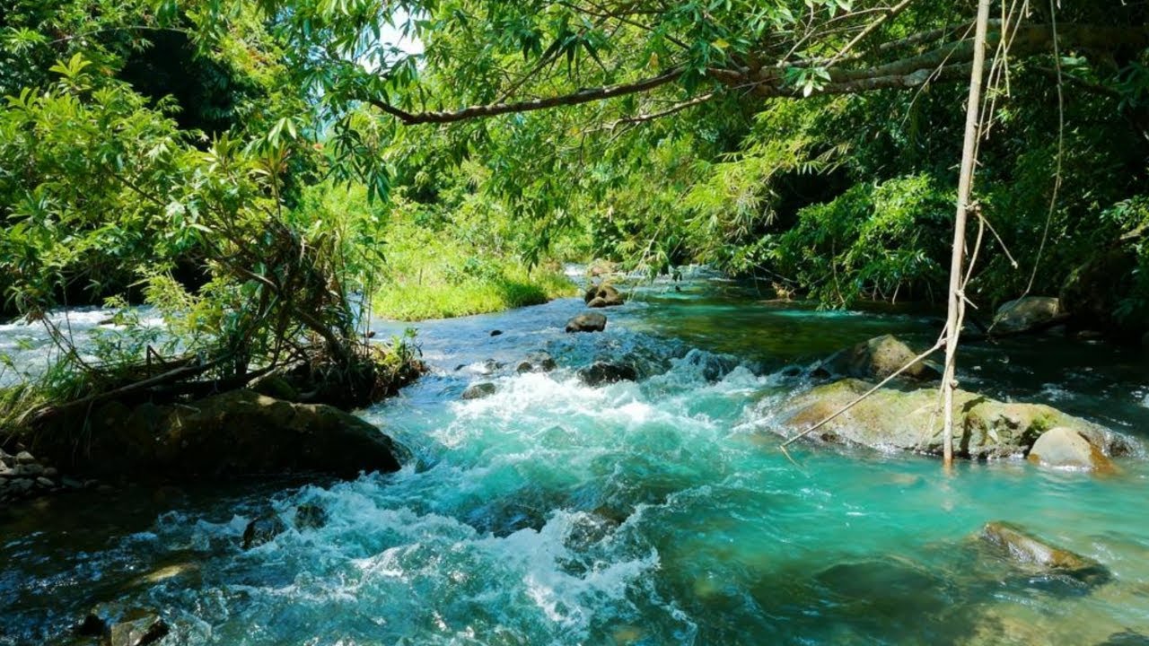 FOREST RIVER STREAM SOUNDS NATURE ASMR FOR STRESS RELIEF