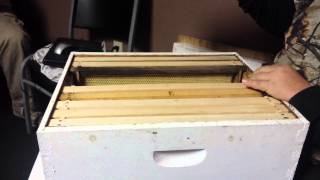 Different types of frames inside the hive