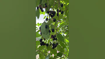 Jamun Fruit Jambhul Fruit Fresh Fruit Tasty Fruit Trending Shorts Viral Jamun 