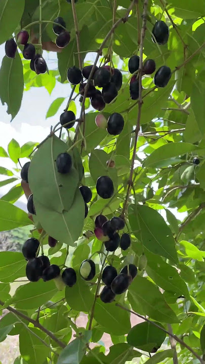Jamun ￼Fruit | Jambhul Fruit | Fresh Fruit | tasty fruit #trending #shorts #viral #jamun