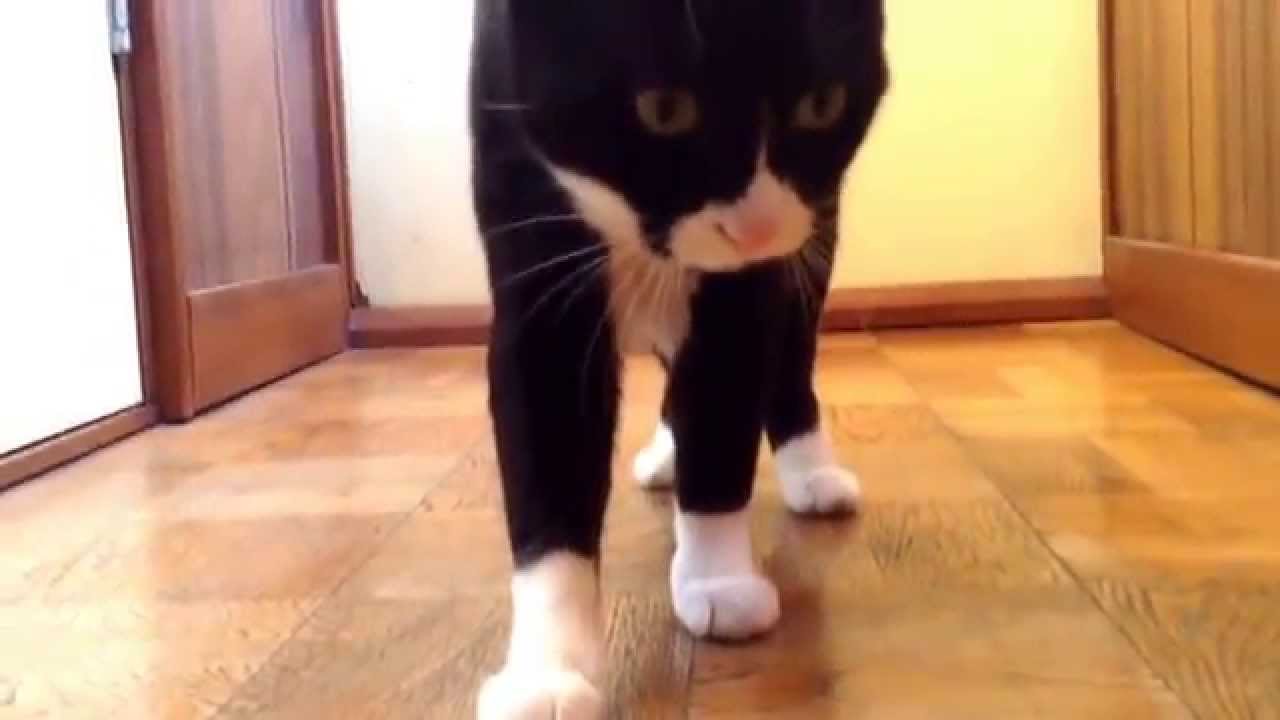 ソックス 猫ジャンプ Youtube ソックス 猫ジャンプ Youtube