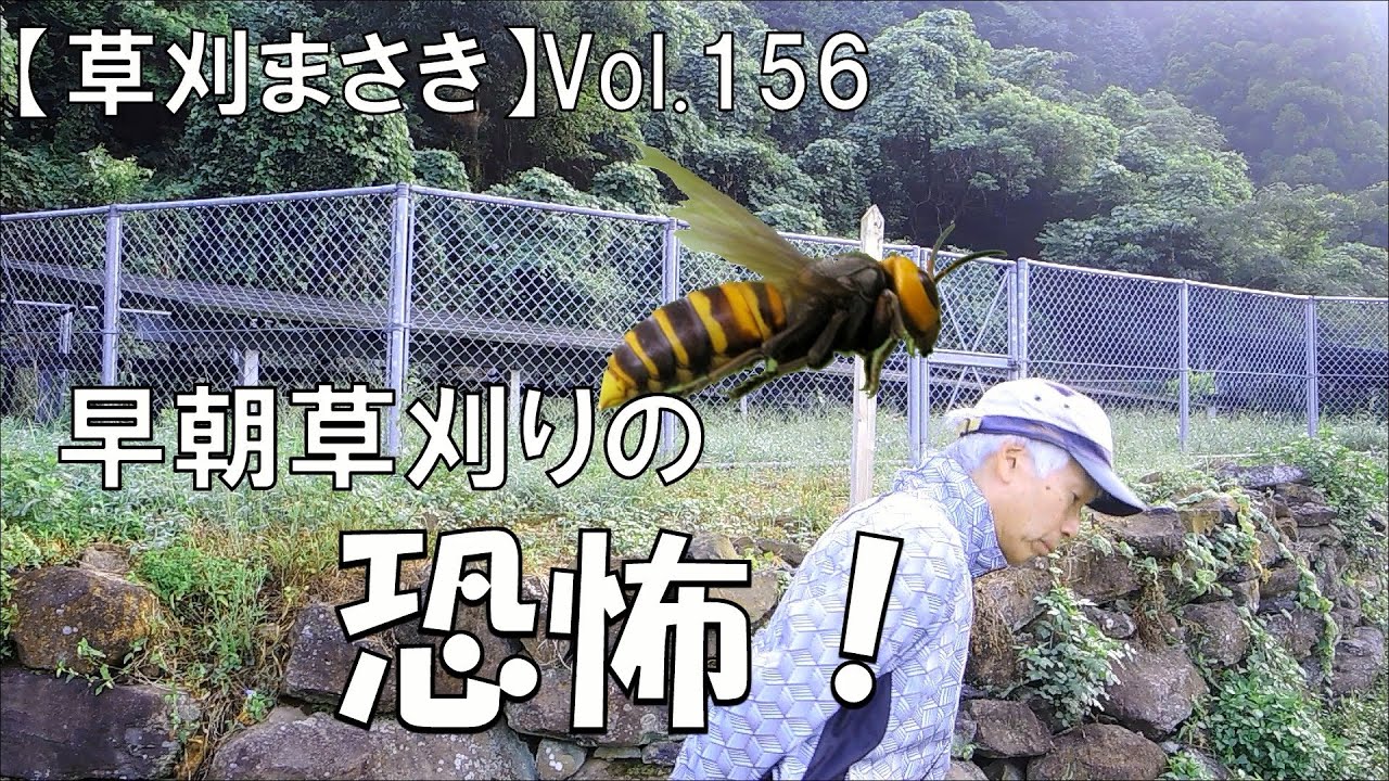 草刈り】スズメバチだ！早朝草刈りの恐怖！ - YouTube