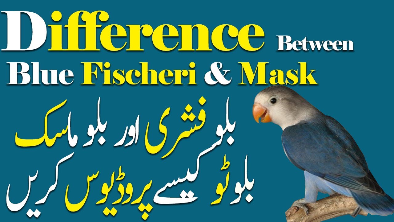 Difference Between Blue Fisheri and Blue Mask,  How To Produce Blue 2 Fisheri. Video No. 558