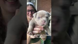 American bully puppy for sale dog puppy pitbull merlebully bully americanbully pets pets