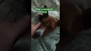 #sweety #bubby #basenji #friends #snuggly #pets #dogcat