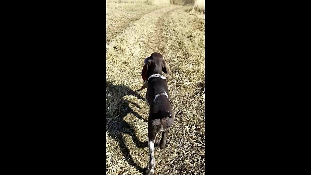 Prairie Wind GSPs, Pups Intro to Pheasants YouTube