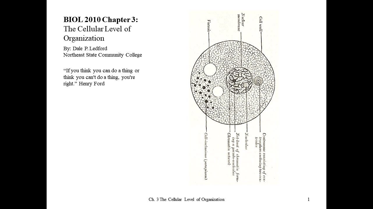BIOL 2010 Chapter 3 Part 1 of 2 - YouTube