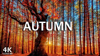 Autumn Melodies - Relaxation Film 4K - Peaceful Relaxing Music - Nature 4k Video UltraHD