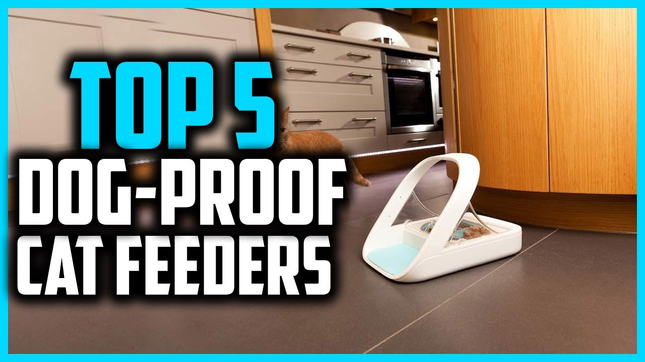 ✅Top 5 Best Dog Proof Cat Feeders On The Market In 2026 Reviews