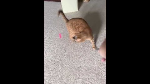 She likes laser pointers ( #cat #cats)