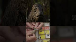 Megalania El Tyrannosaurus De Australia