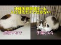 【62多頭崩壊組】飼い主さんに甘えたい！