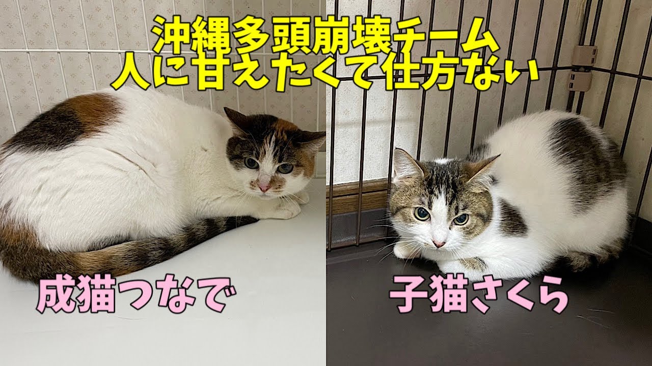 62 Animals in a Hoarding Situation] I want to be pampered by my