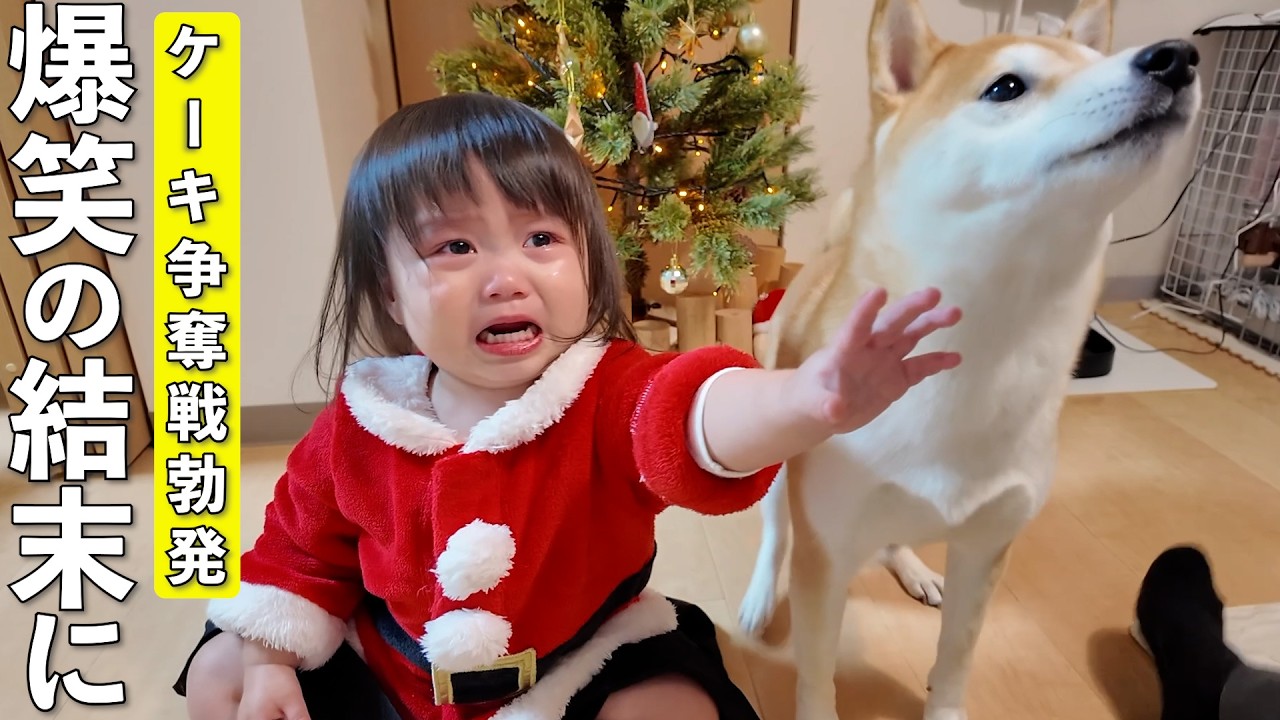 クリスマスケーキが出てきた瞬間の柴犬と2歳児が可愛すぎました笑