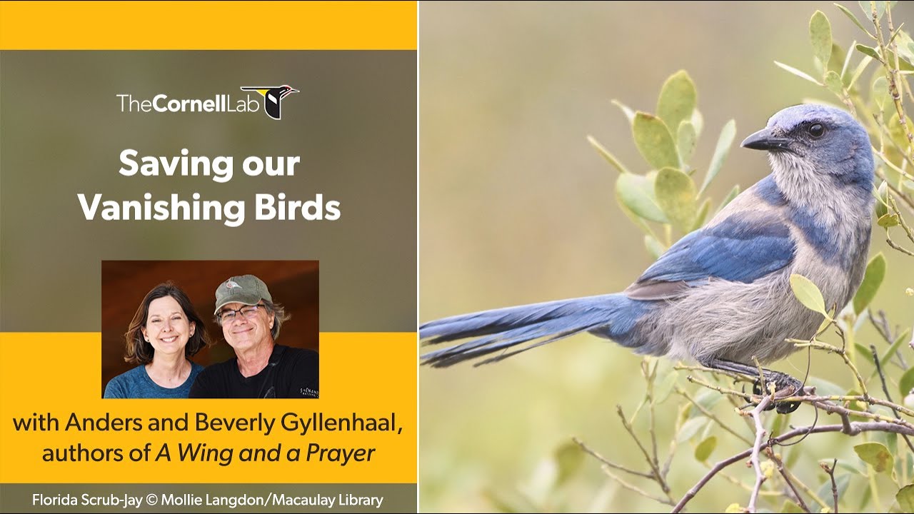 Saving our Vanishing Birds with Anders and Beverly Gyllenhaal