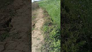 Download Lagu #music #pianocover #song #dhanraj #comedy #dhoommarathi #funnysong #funny #teh MP3