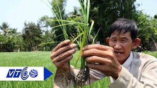 Thương lái tranh nhau mua lúa non để làm gì? | VTC