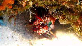 Mantis - Similan, Thailand by eastanubis 615 views 14 years ago 1 minute, 18 seconds